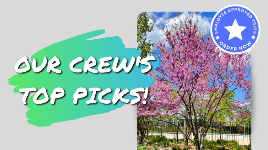 Our Crew's Top Tree Picks for Spring!