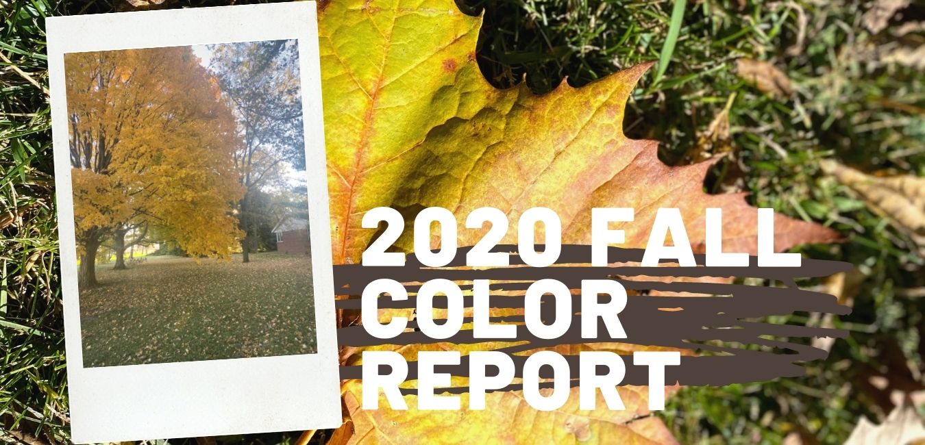 2020 Fall Color Report