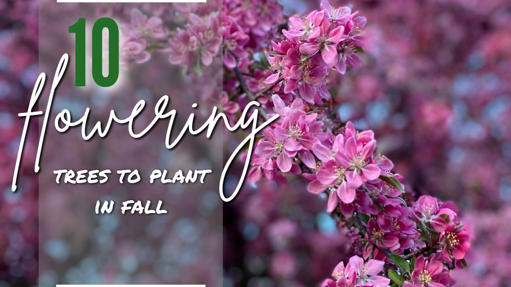 10 Flowering Trees to Plant in Fall