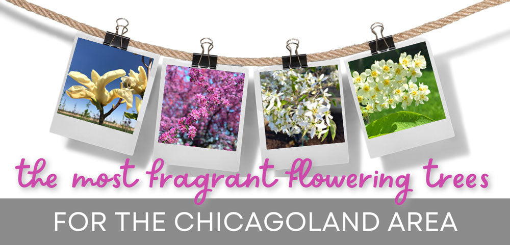 What are the MOST fragrant flowering trees for the Chicagoland area?
