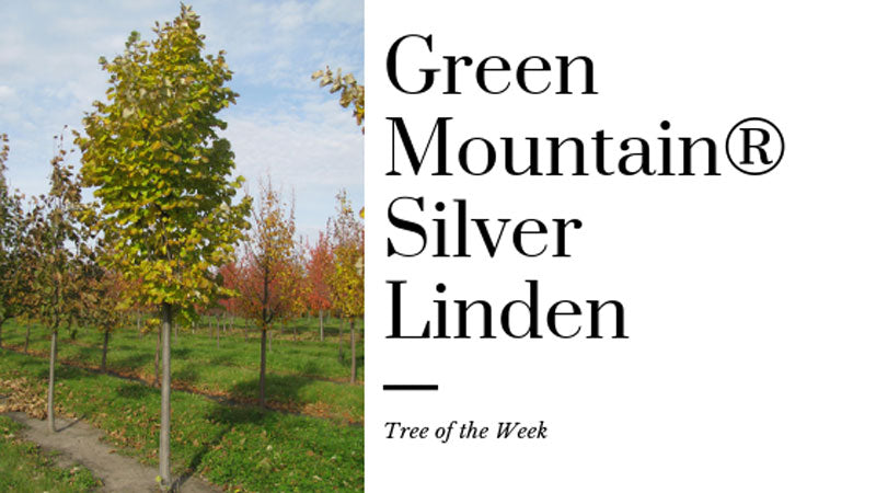 Tree of the Week: Green Mountain® Silver Linden