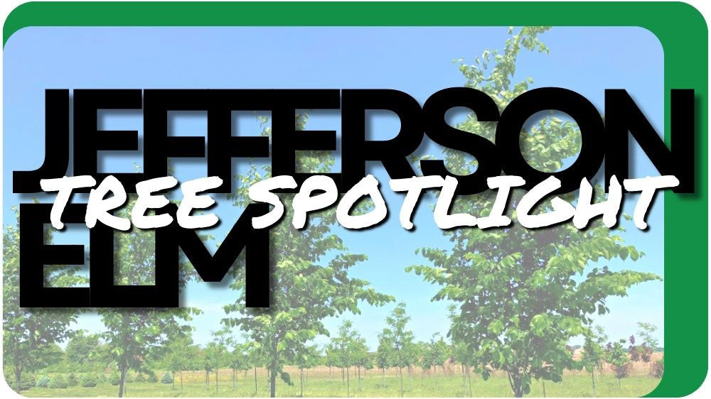 Tree Spotlight → Jefferson Elm
