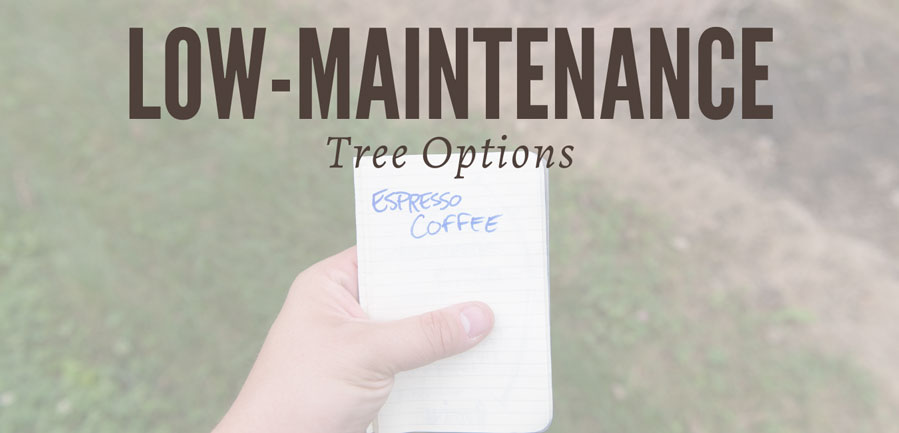Are There Any Low-maintenance Tree Options?