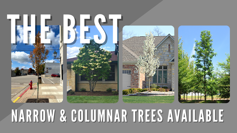 Best Narrow & Columnar Trees