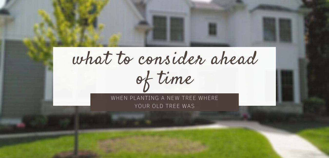 What Should I Consider Before Planting a New Tree Where My Old Tree Was?