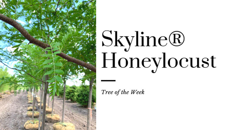 Tree of the Week: Skyline® Honeylocust