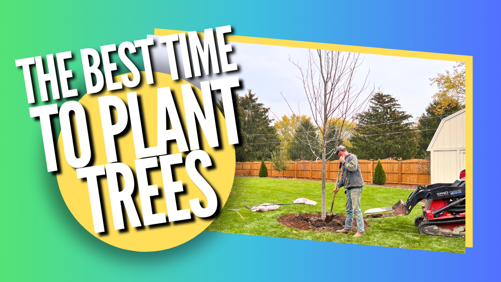 The Best Time to Plant Trees in the Chicagoland Area