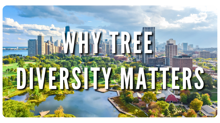 Why Does Tree Diversity Matter?