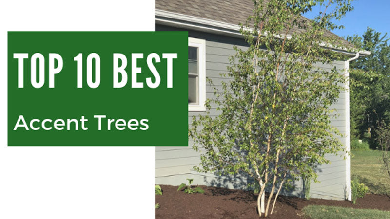 Top 10 Best Accent Trees