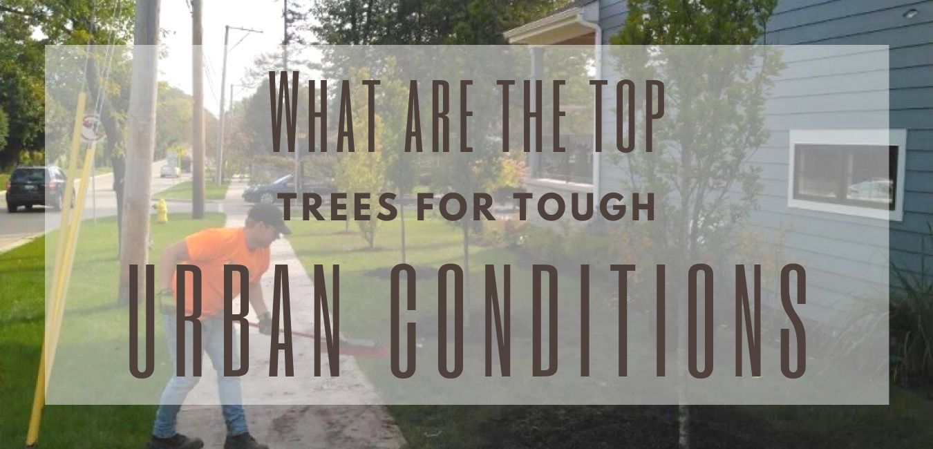 What are the Top Trees for Tough Urban Conditions?