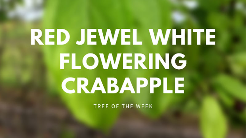 Tree of the Week: Red Jewel White Flowering Crabapple