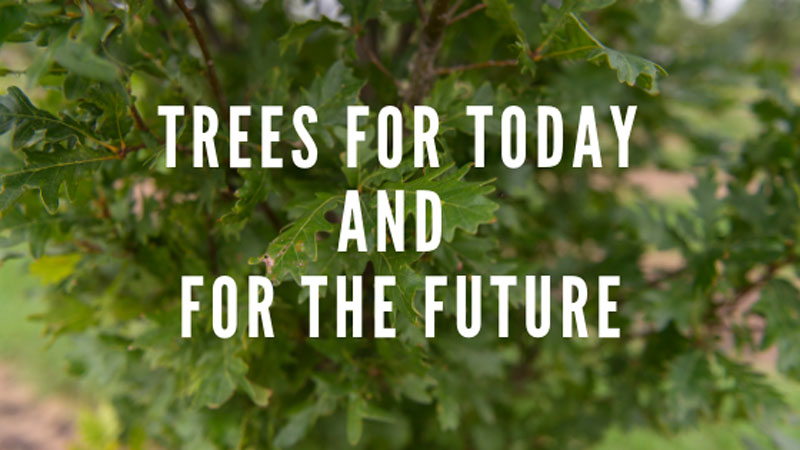 Trees for Today and the Future