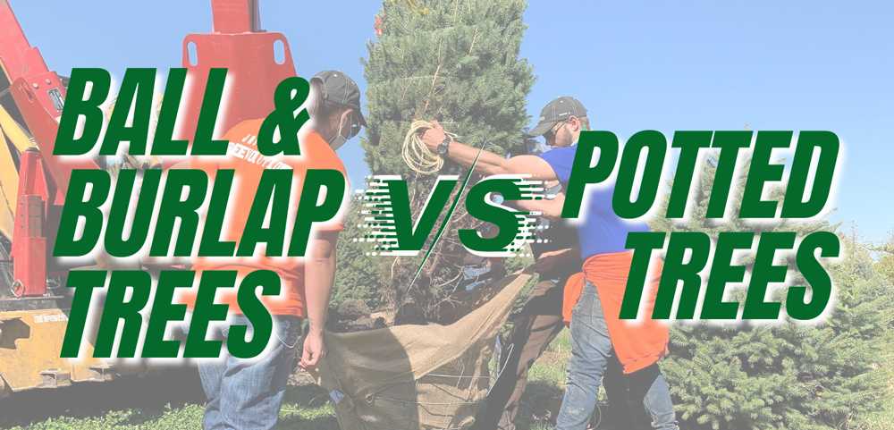 Potted Trees VS. Ball & Burlap Trees— Pros & Cons