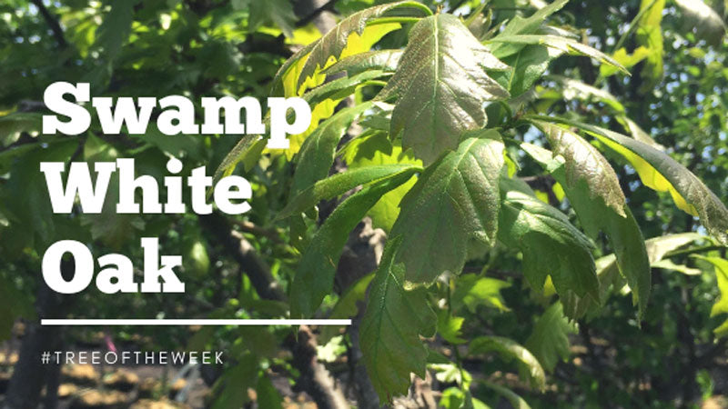 Tree of the Week: Swamp White Oak