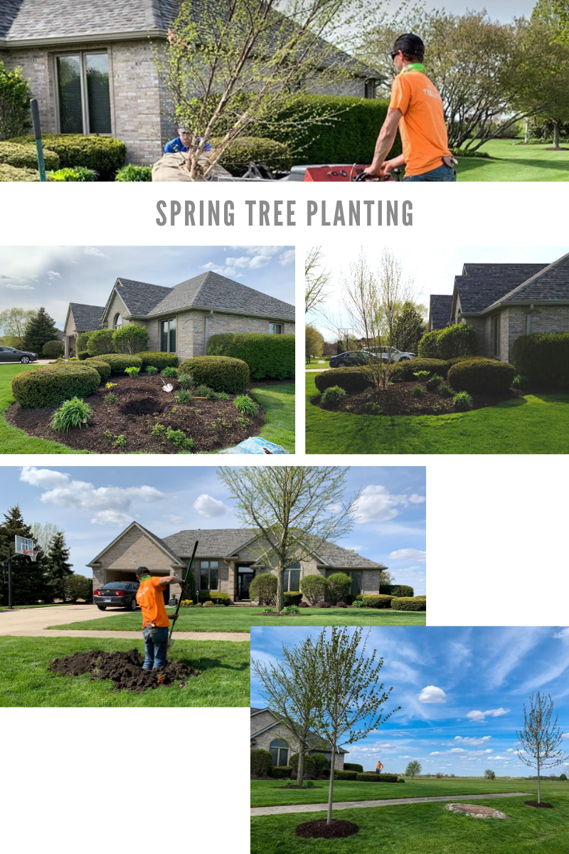 Spring tree planting graphic