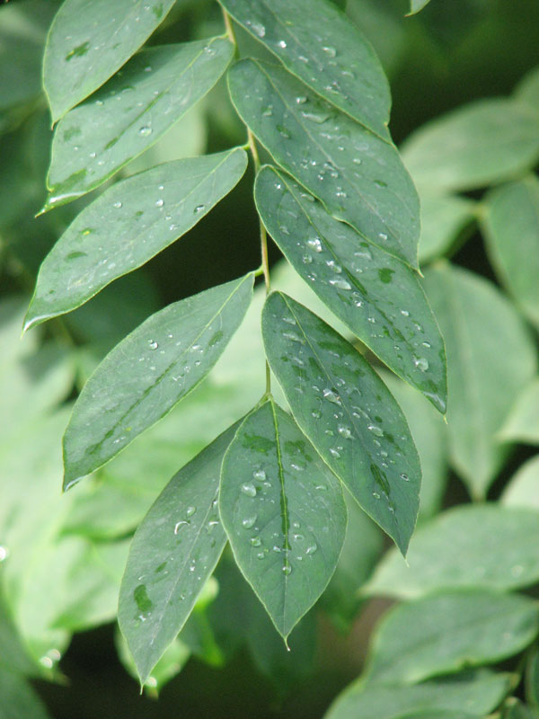 Kentucky Coffee Tree Foliage