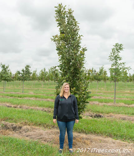 Kindred Spirit Oak in the nursery with person standing by it