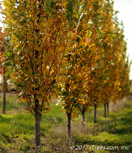 Regal Prince Oak in the fall in a nursery tree farm row