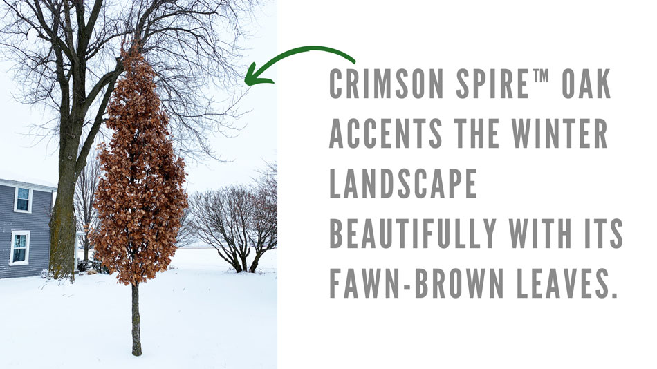 Crimson Spire Oak in winter with snow and blog text